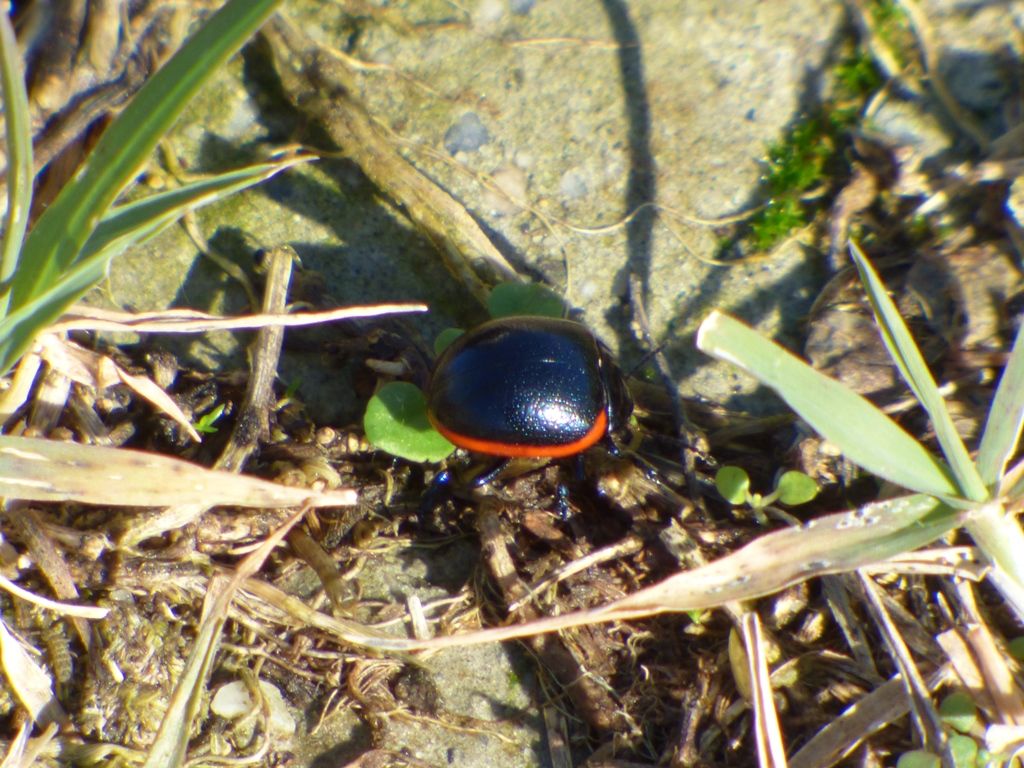 Chrysolina rossia? S.